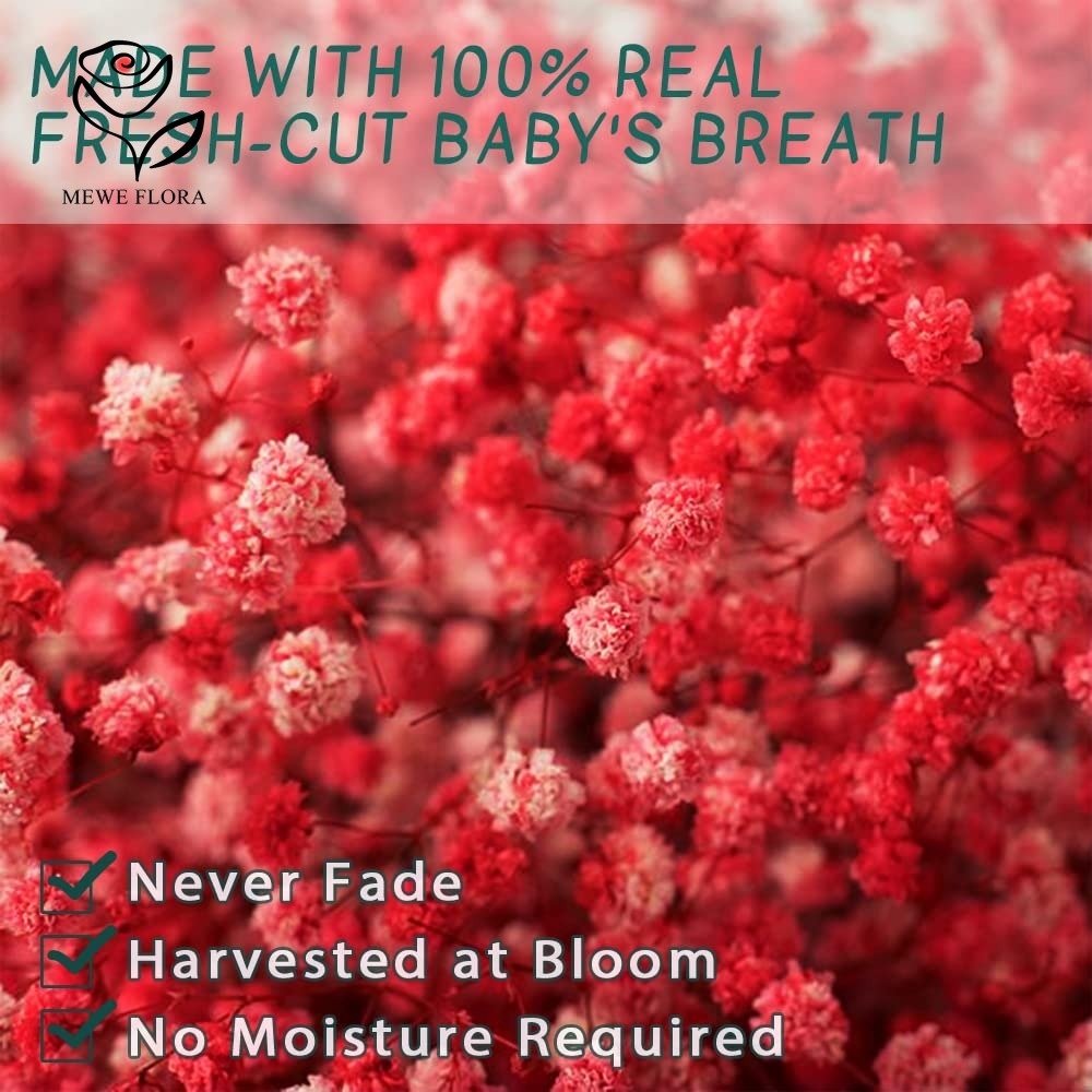 Dried Babys Breath Flower Bouq - Baby Breath Dried review and price