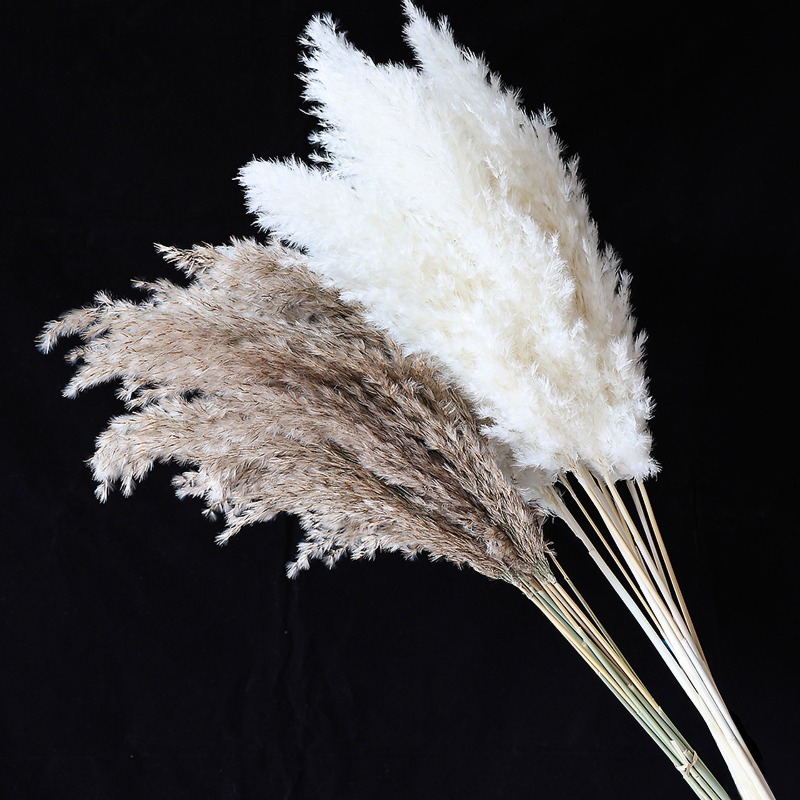 10Pcs Colorful Natural Reeds P - Florist Supply Vases review and price