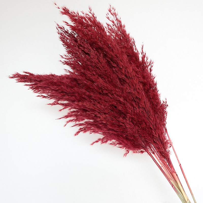 10Pcs Colorful Natural Reeds P - Florist Supply Vases review and price