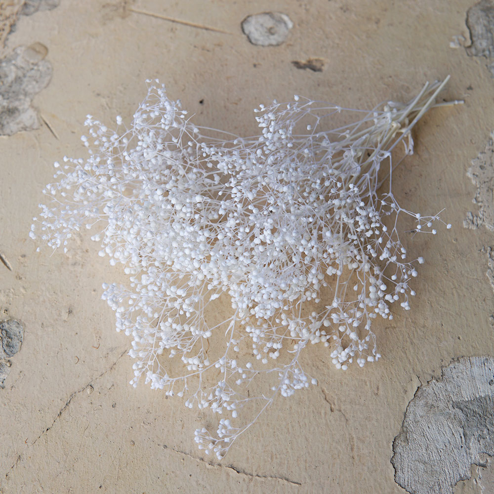 5g/Mini Baby Breath Dried Pres - Baby Breath Dried review and price