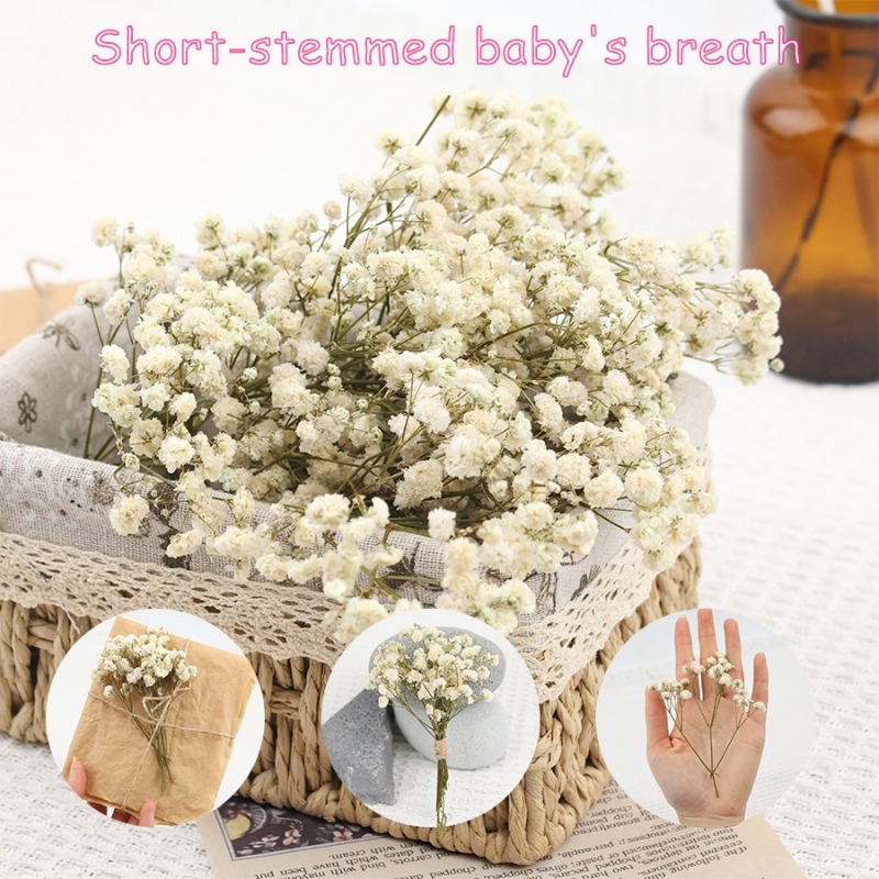 50pcs Natural Dried Gypsophila - Baby Breath Dried review and price