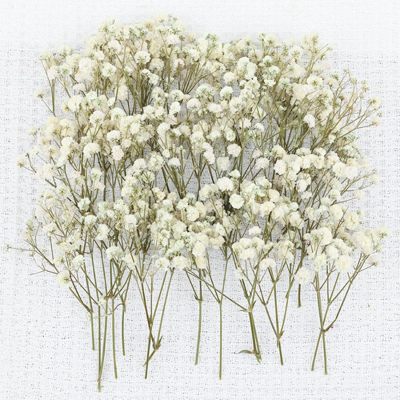 50pcs Natural Dried Gypsophila - Baby Breath Dried review and price