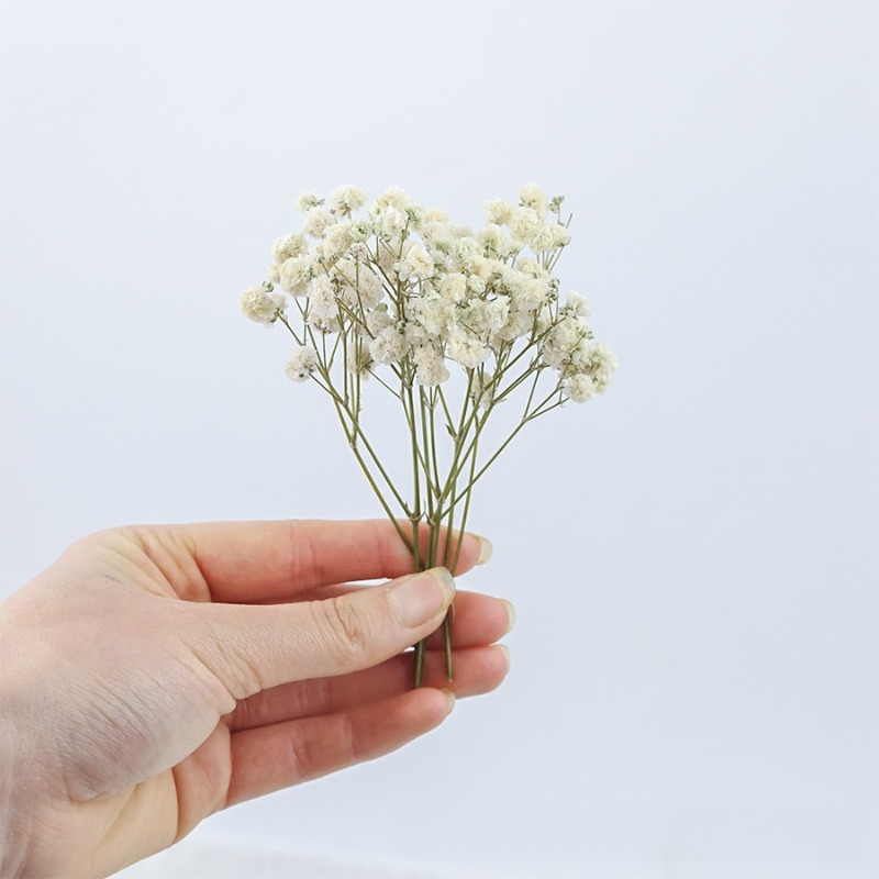 50pcs Natural Dried Gypsophila - Baby Breath Dried review and price