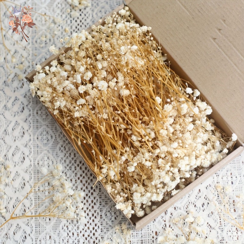 100pcs Mini Dried Baby's Breat - Baby Breath Dried review and price