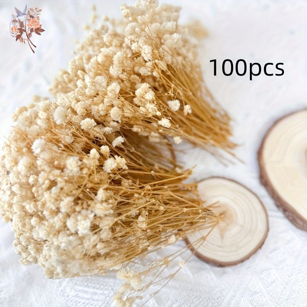 100pcs Mini Dried Baby's Breat - Baby Breath Dried review and price